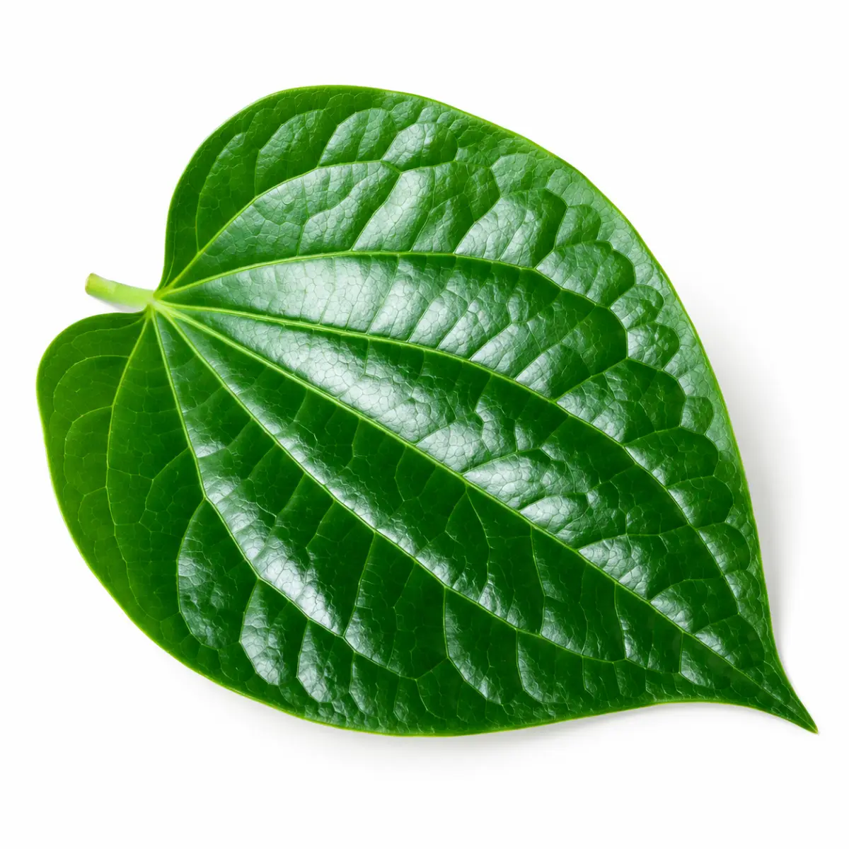 BETEL LEAF — Halal Fresh Produce available at Takumi Halal Mart Japan